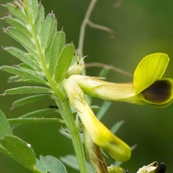 Vicia melanops Other