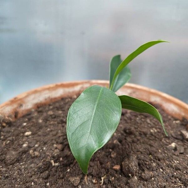 Ficus microcarpa Leaf