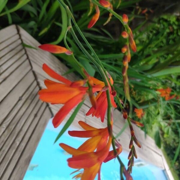 Crocosmia aurea 花