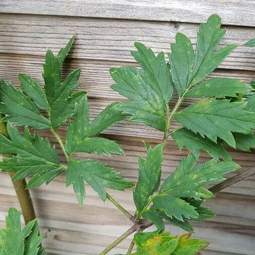 Rubus nemoralis Leaf