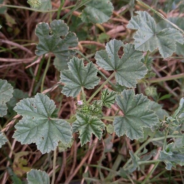 Malva neglecta Φύλλο