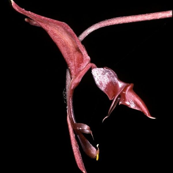 Gongora atropurpurea Flower