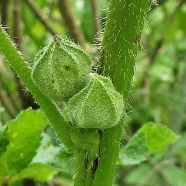 Alcea biennis Blodyn