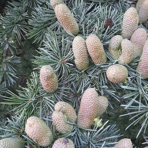 Cedrus deodara Frukto