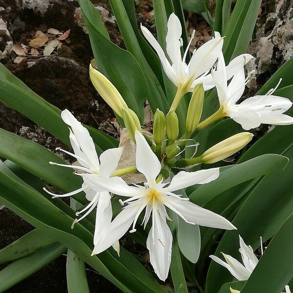 Pancratium illyricum Õis