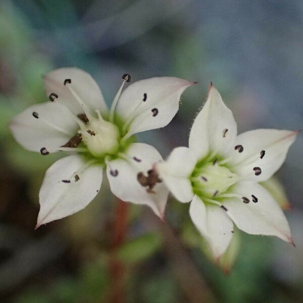 Sedum hirsutum Kukka