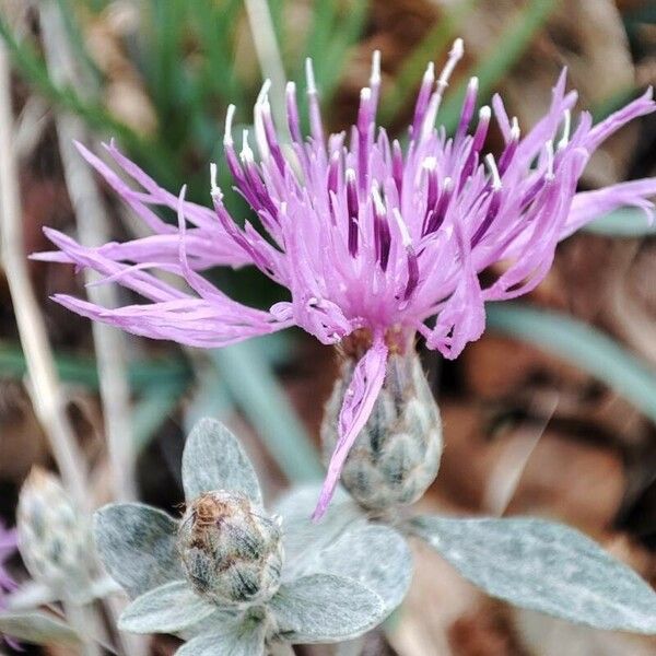 Centaurea cineraria Flower