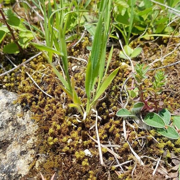 Brachypodium distachyon Lapas