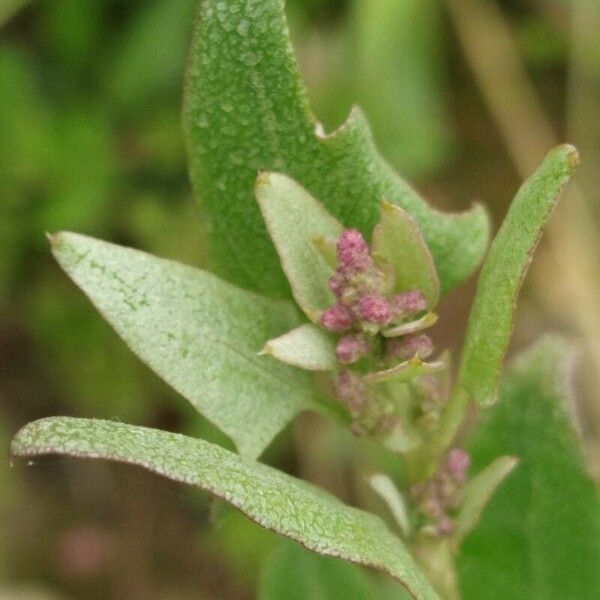 Atriplex prostrata Кветка