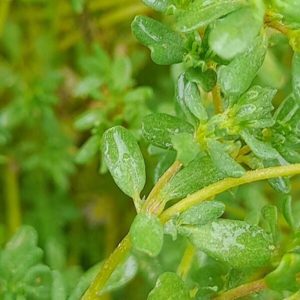 Frankenia pulverulenta Blad