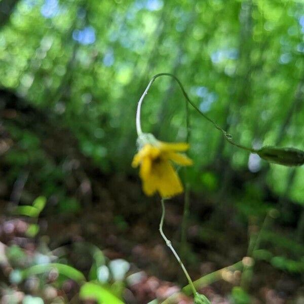 Hieracium venosum Flower