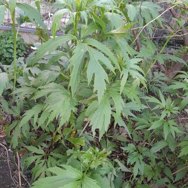 Rudbeckia laciniata Habitatea