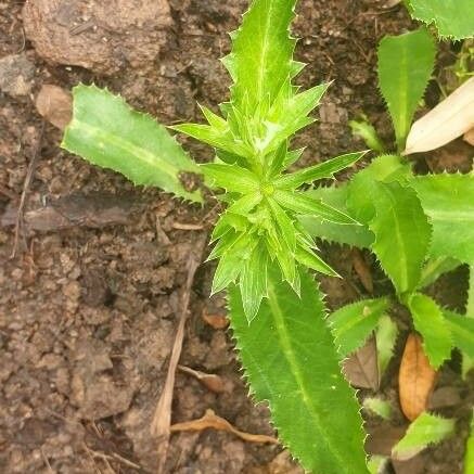 Eryngium foetidum Blatt