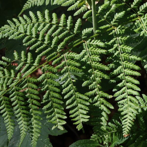 Dryopteris dilatata List