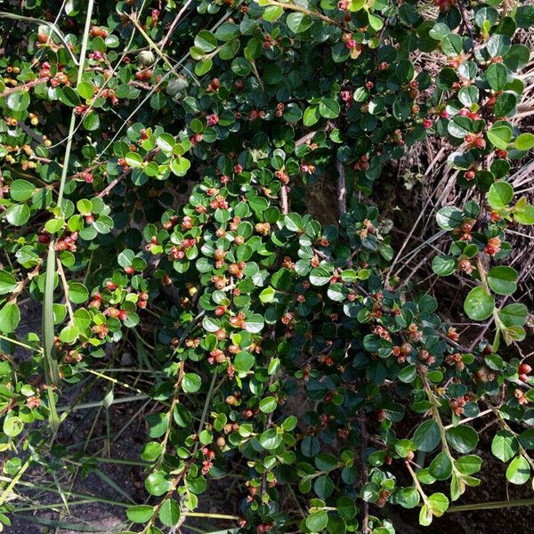 Cotoneaster horizontalis Kvet