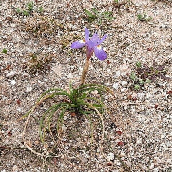 Moraea sisyrinchium Habitus