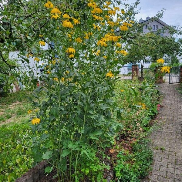 Rudbeckia laciniata Tervik taim