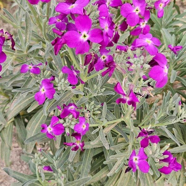 Matthiola incana Blüte