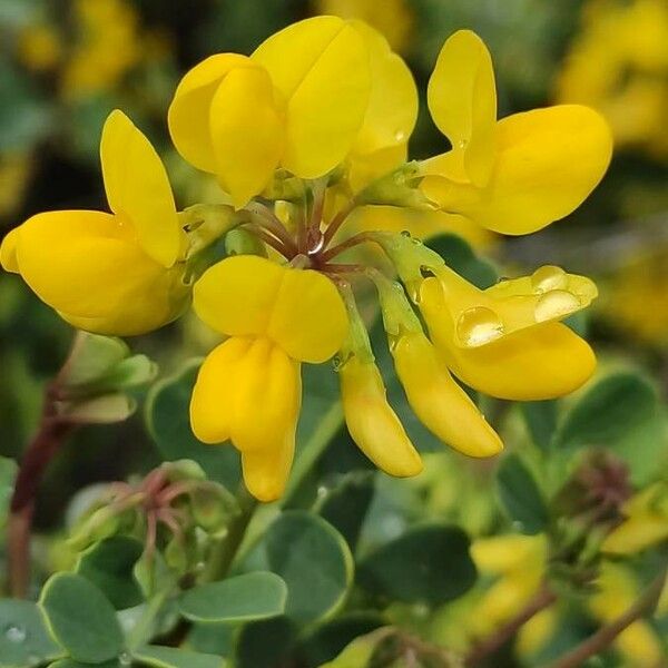 Coronilla glauca Flower