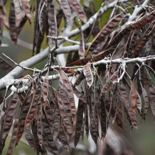 Cercis siliquastrum Plod