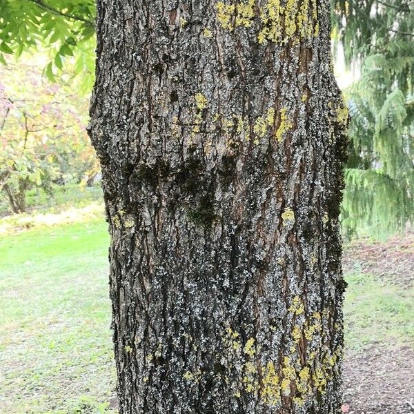 Carya illinoinensis Rusca