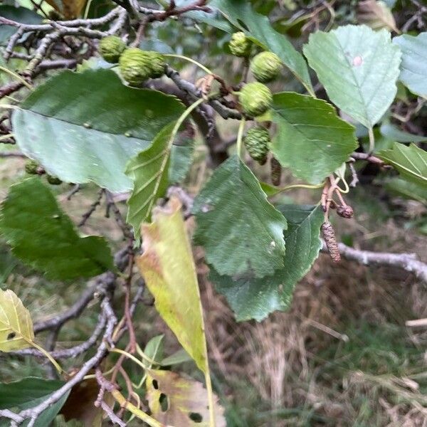 Alnus glutinosa Лист