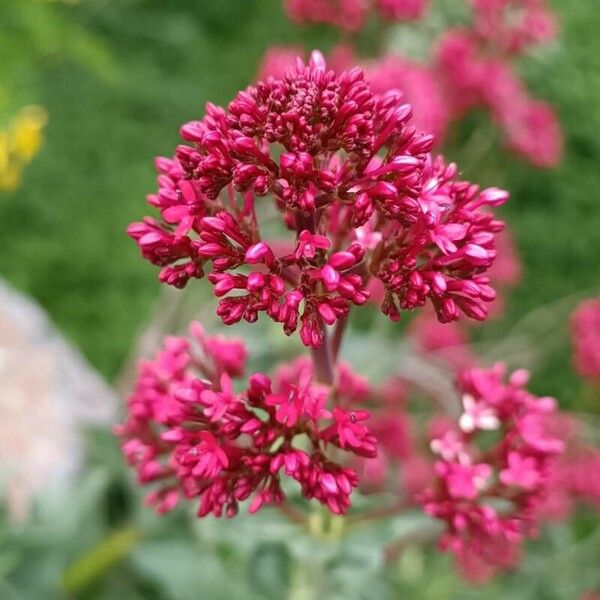 Centranthus ruber Bloem