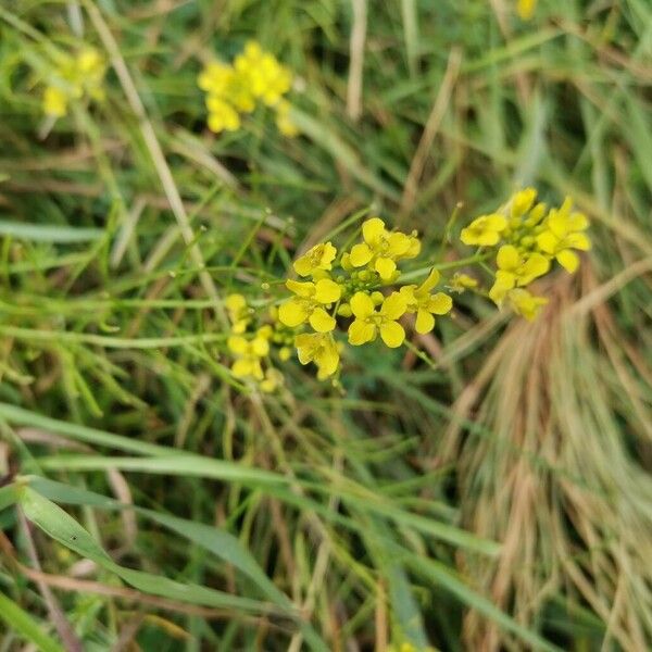 Brassica rapa Blomma