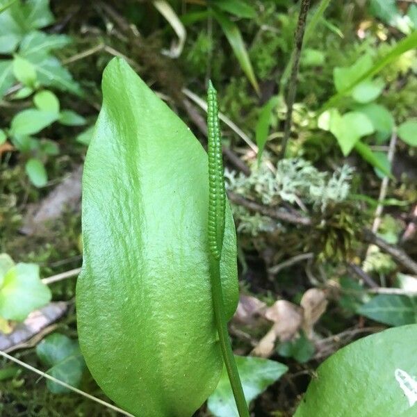 Ophioglossum vulgatum മറ്റ്