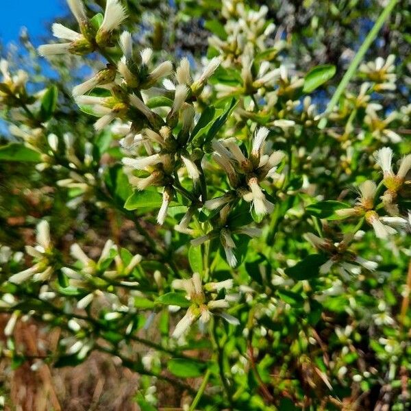 Baccharis halimifolia Цвят