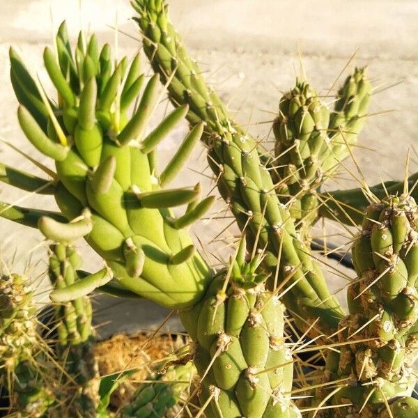 Austrocylindropuntia cylindrica Blatt