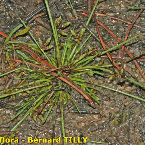 Schoenoplectiella supina Hábito