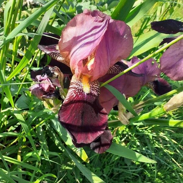 Iris × germanica പുഷ്പം