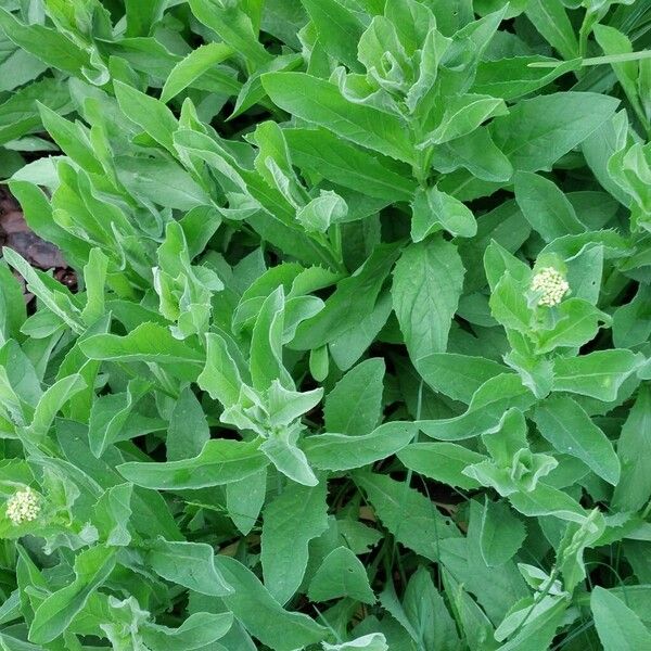 Lepidium draba Blatt