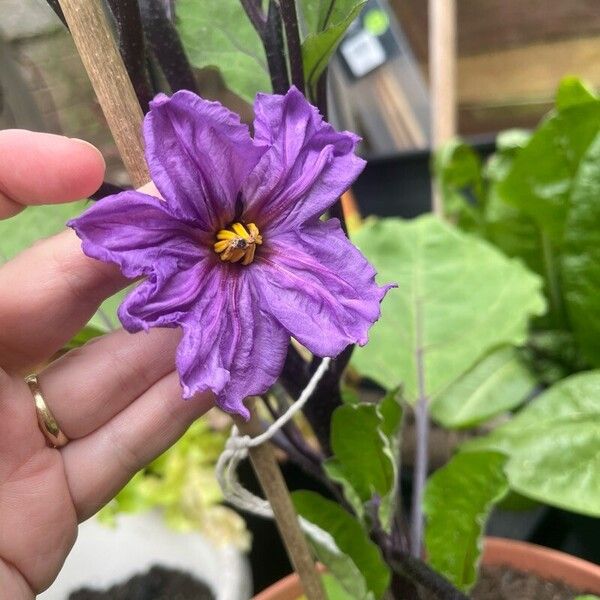 Solanum melongena Fleur