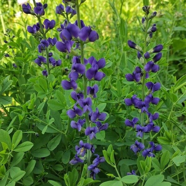 Baptisia australis Flower