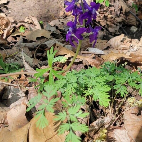 Delphinium tricorne Lorea