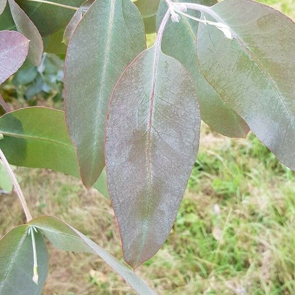 Eucalyptus globulus Leht