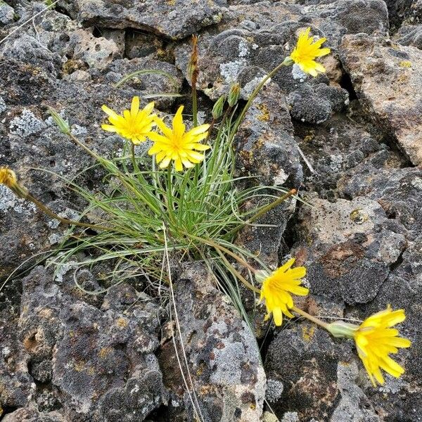 Agoseris glauca পাতা