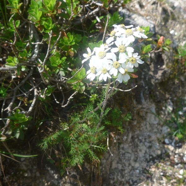 Achillea atrata Žiedas