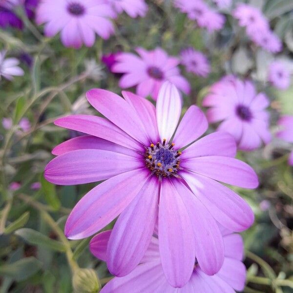 Dimorphotheca pluvialis Flor