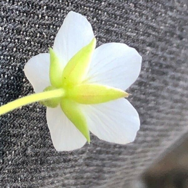 Arenaria montana ফুল