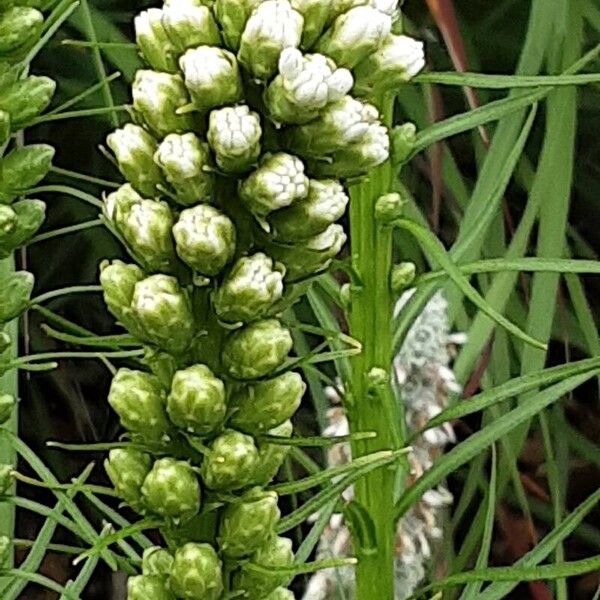 Liatris spicata 花