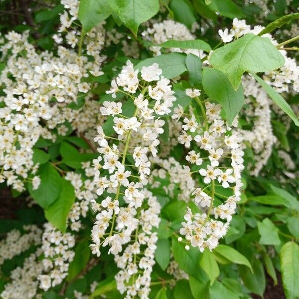 Prunus padus Flor