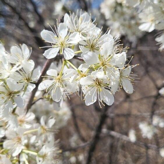 Prunus americana Flower