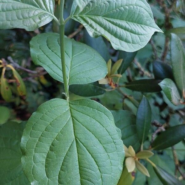 Cornus sanguinea Blad