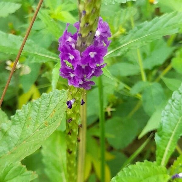 Stachytarpheta indica Blüte