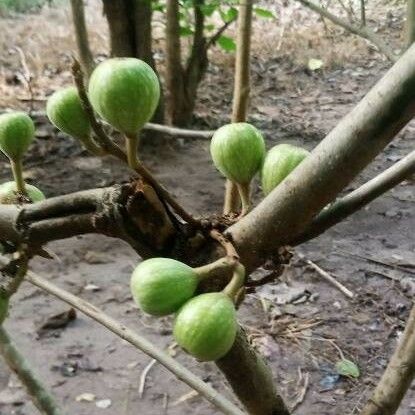 Ficus sur Gyümölcs