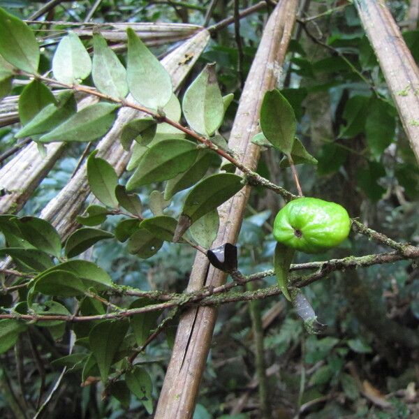 Eugenia sarasinii