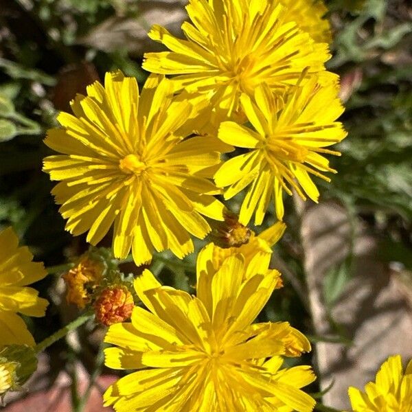 Crepis tectorum Blomma